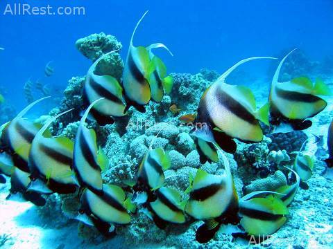 Turtles Inn Dive Club & Hotel 19
